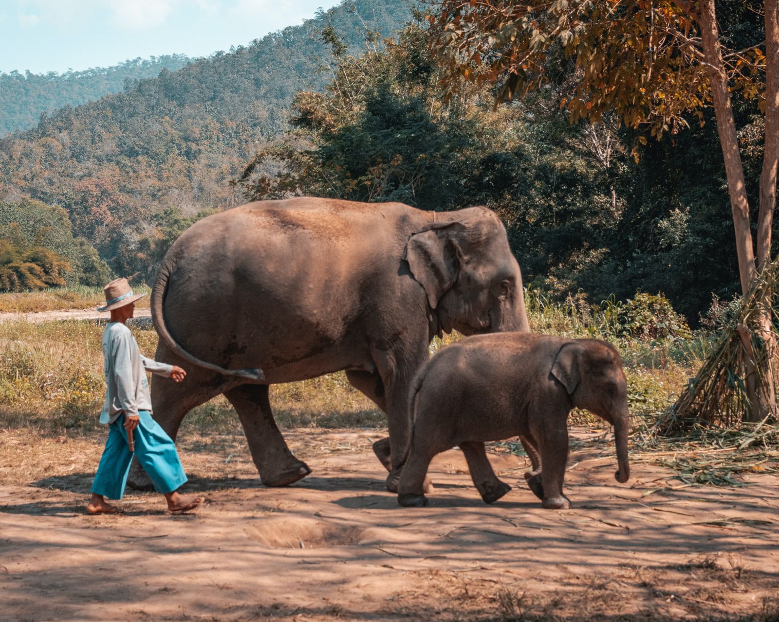 Man walking along an Asian elephant mother and its calf