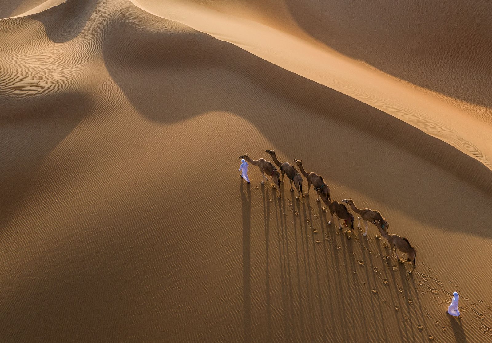 Aerial view of camel trek across the desert from the Qasr al Sarab by Anantara in Abu Dhabi