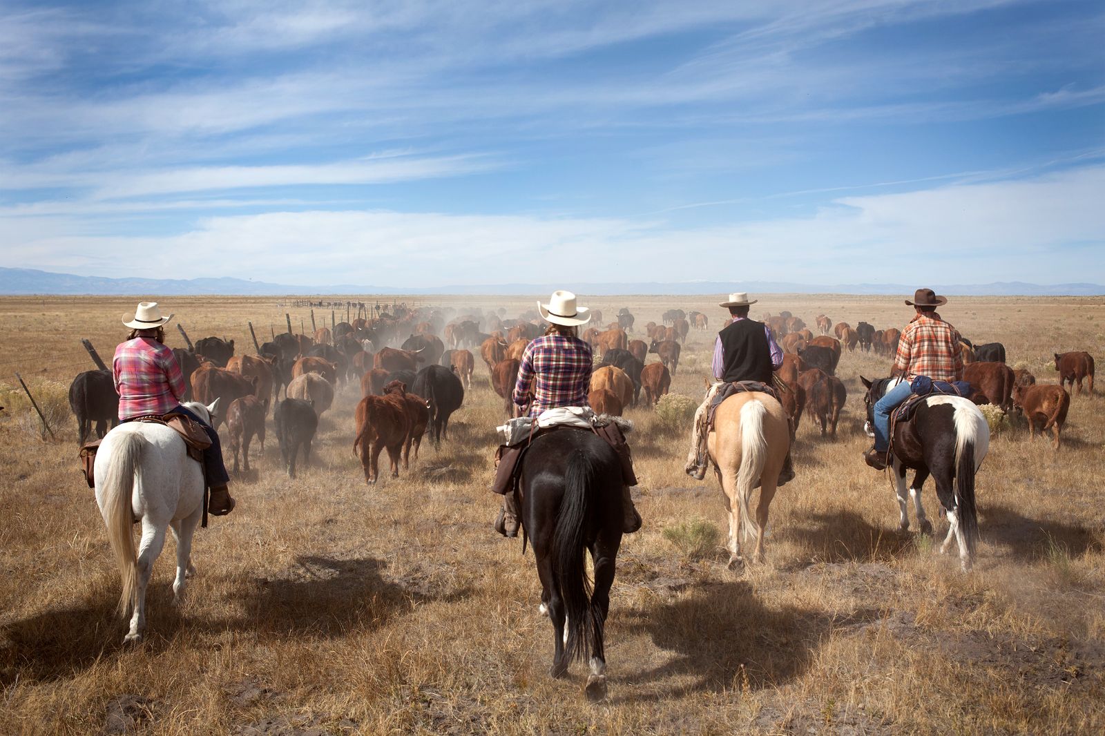 A group of cowboys and cowgirls herding cows around the ranch