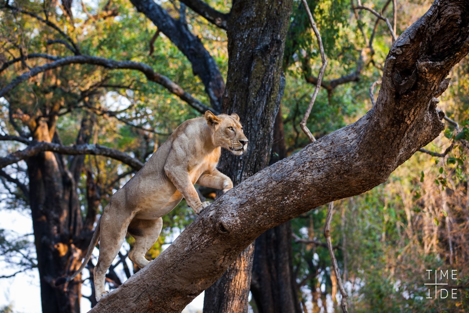 Lioness climbing a tree in the South Luangwa National Park, Zambia