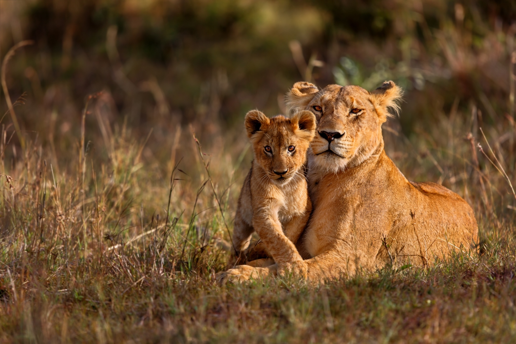 Spot lions on a luxury safari